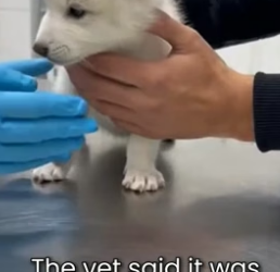 S2505016_My Dog Became A Midwife For A Mountain Lion PART 2