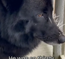 S2505015_Disabled_ This Wolf Is Now A Police Officer PART 2