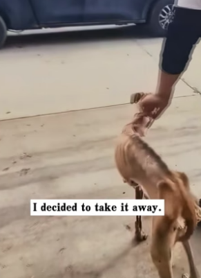 H0104003_I found an extremely thin dog. It’s so pitiful. I decided to take it away, and then…PART 2