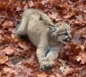S2505011_A Pack Of Wolves Were Attacking A Baby Mountain Lion PART 2