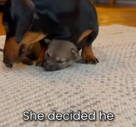 S2505008_My Dog Raised A Wolf PART 2