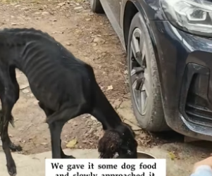 T2705005_We spotted an extremely skinny, abandoned dog—and it walked away as soon as it saw us, amd then…PART 2
