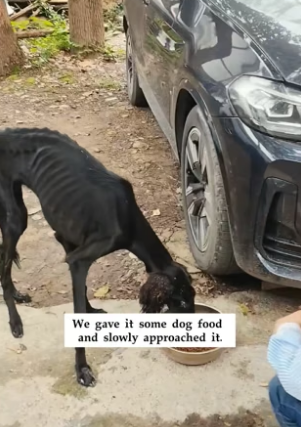 T2705005_We spotted an extremely skinny, abandoned dog—and it walked away as soon as it saw us, amd then…PART 2