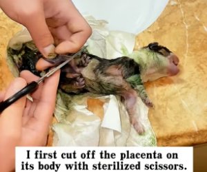 T2705003_I found a newborn puppy abandoned by its mother on the road, and then…PART 2