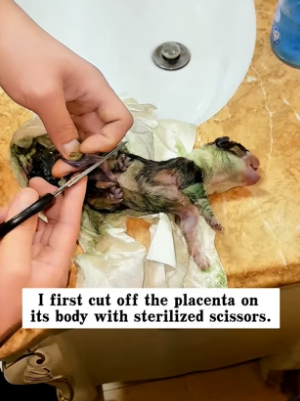 T2705003_I found a newborn puppy abandoned by its mother on the road, and then…PART 2