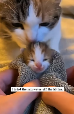 T2705001_On a rainy day, a stray cat appeared at my door with a kitten in its mouth. I immediately opened the PART 2