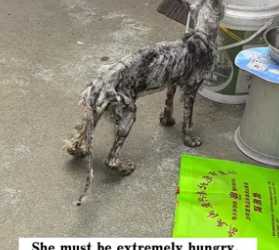 T2705022_I saw a very skinny stray cat. She must be extremely hungry,  wandering around looking for food. PART 2