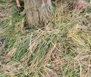 T2705020_I saw a stray cat being bullied by several dogs, so I stepped forward to rescue it, and then…PART 2