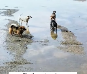 T2705019_I saved a stray cat that was being bullied by three stray dogs and decided to take it home. Then…PART 2