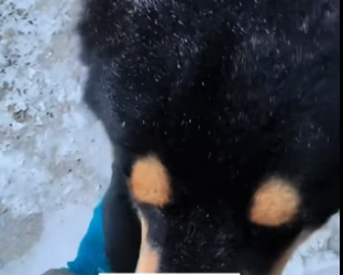 H0104005_I found an abandoned dog in the snow. It was so pitiful. I decided to take it home, and then…Part 2