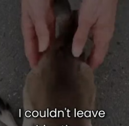 S2505014_Mother Kangaroo Dropped Her Baby