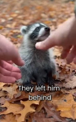 S2505017_He Born Without A Tail