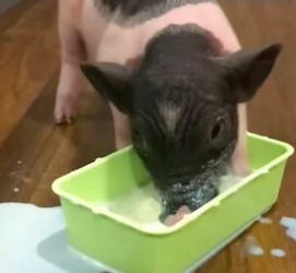S2705015_Adopted a piglet