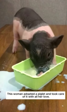 S2705015_Adopted a piglet