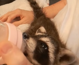 P2705013_Je trouve un bébé raton laveur dans ma piscine ��doucement je l’apprivoise �� PART 2