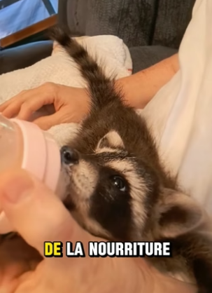 P2705013_Je trouve un bébé raton laveur dans ma piscine ��doucement je l’apprivoise �� PART 2