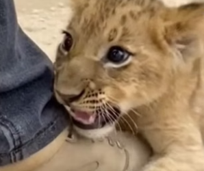 S2604005_A tiny lion cub was swept onto the road by falling dirt and rocks … PART 2