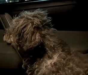 B2705026_A kind man rescued a terrified street dog and gave him a home Part 2