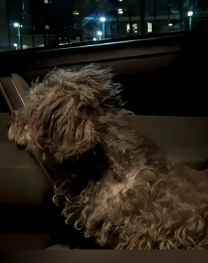 B2705026_A kind man rescued a terrified street dog and gave him a home Part 2
