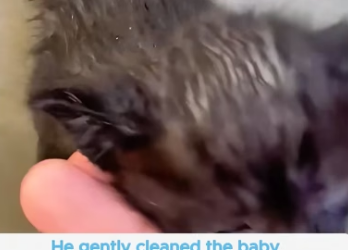 B2705027_This man rescued a helpless kitten abandoned on the street and then_ Part2