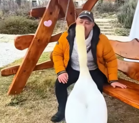 B2705028_This man recsued a stuck swan and then_ Part2