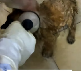 H0304003_On a rainy day, I saw two puppies hugging tightly together. They were so pitiful that I rescued them PART 2