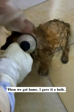 H0304003_On a rainy day, I saw two puppies hugging tightly together. They were so pitiful that I rescued them PART 2