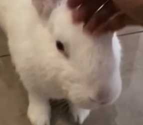P2705030_Je sauve un petit lapin au milieu de la route �� la suite est incroyable �❤️ PART 2