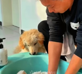 P2705028_Je trouve un petit chiot perdu dans la neige et le froid � �� je l’adopte �❤️ PART 2