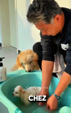 P2705028_Je trouve un petit chiot perdu dans la neige et le froid � �� je l’adopte �❤️ PART 2