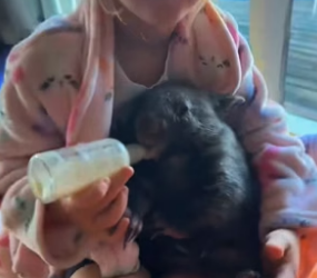 P2705026_Une maman wombat morte percuté par une voiture �� mais son petit est encore vivant alors on l’adop PART 2