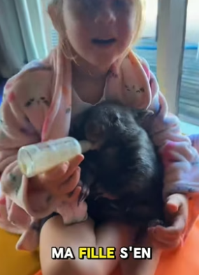 P2705026_Une maman wombat morte percuté par une voiture �� mais son petit est encore vivant alors on l’adop PART 2
