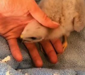 P2705022_Je découvre un bébé vautour perdu dans mon garage �� je l’aprivoise puis il grandit ❤️❤️� PART 2