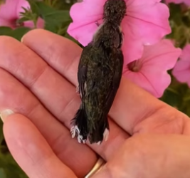 P2705021_Un petit colibri piégé �� je l’aide et je l’apprivoise ❤️❤️ PART 2