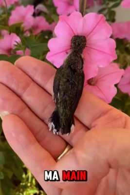 P2705021_Un petit colibri piégé �� je l’aide et je l’apprivoise ❤️❤️ PART 2