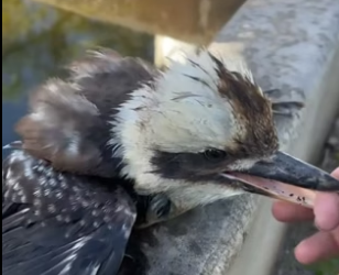 D2705021_A kind man rescued a trapped kookaburra and then this happened….PART 2