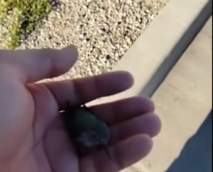 D2705020_A kind man rescued a weak baby hummingbird and then….PART 2