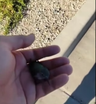 D2705020_A kind man rescued a weak baby hummingbird and then….PART 2