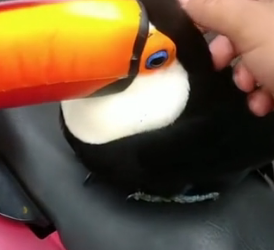 D2705019_A kind man rescued a trapped toucan on his journey, and then….PART 2