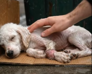 B2705018_A scared poodle left by the trash � PART 2