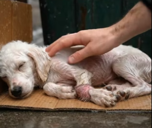 B2705018_A scared poodle left by the trash � PART 2