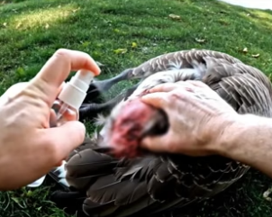 B2705006_Helping a Goose Mom in Need  ��� PART 2