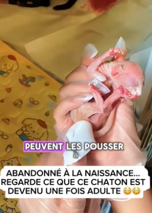 P2804008_ABANDONNÉ À LA NAISSANCE…  REGARDE CE QUE CE CHATON EST  DEVENU UNE FOIS ADULTE ��PARTIE 2