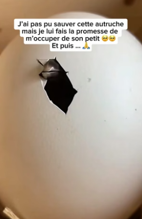P2804005_J’ai pas pu sauver cette autruche  mais je lui fais la promesse de  m’occuper de son petit �� PARTIE 2