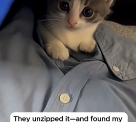 T2804009_Kitten Hid In The Suitcase So He Wouldn’t Leave Her � PART 2
