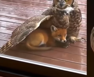 P2804001_CET HIBOU GARDIEN DE  LA FORÊT M’APPORTE LES  PETITS PERDUS UN PAR UN…  ET L’EXPLICATION ESTDINGUE PARTIE 2