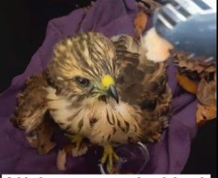 N2604007_A kind woman rescued an injured hawk on the highway, and then…PART 2