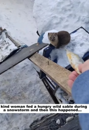 N2604005_A kind woman fed a hungry wild sable during a snowstorm, and then this happened..PART 2