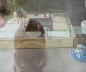 N2604009_A kind man adopted an abandoned baby otter, and then this happened…PART 2