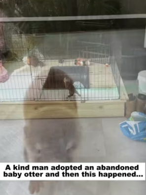 N2604009_A kind man adopted an abandoned baby otter, and then this happened…PART 2